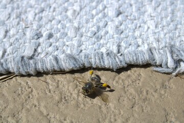 dead bee corpse on the ground