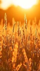 Fototapeta premium Golden Hour Grassland: Sunset Serenity