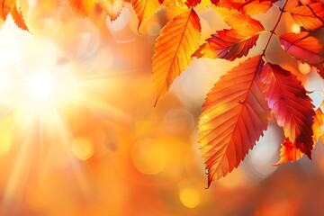Autumn Leaves with Sunlight - Fall Foliage Close Up, Vibrant Colors
