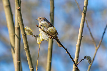 Song Sparrow perched in tree