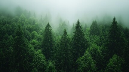 Fototapeta premium Misty green forest, towering trees shrouded in fog. Tranquil scene
