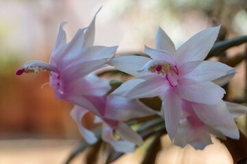 Delicate pink orchid flowers