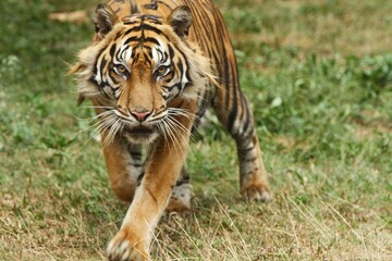 A Sumatran tiger walks in the grass while looking at the camera