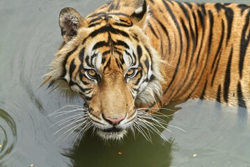 the angry face of a sumatran tiger in the water