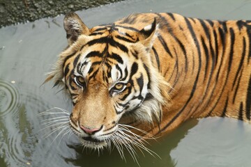 A Sumatran tiger looks at the camera in the water