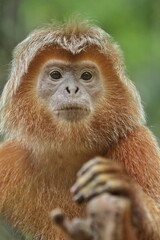 Fototapeta premium portrait of a monkey's face looking seriously