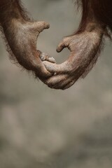 portrait of orangutans holding hands © Pitokung