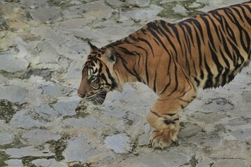 Obraz premium A Sumatran tiger walks on rocks while looking around