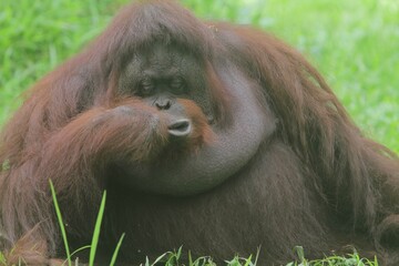 an orangutan sitting on the grass sleeping