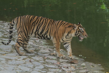 A Sumatran tiger stands on the edge of a pond, observing its surroundings.