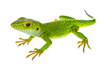 Fototapeta premium Vibrant green lizard exhibiting intricate scales on a white background