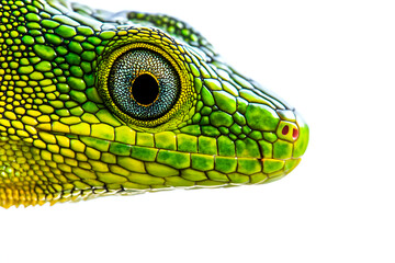 Vibrant green lizard with intricate scale patterns set against white