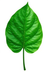 Obraz premium Single large leaf isolated on white background, green, giant, texture