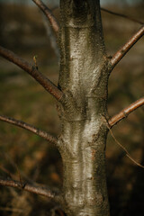 trunk of a tree