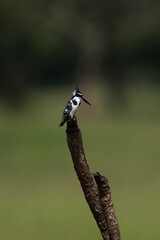 Black and white Pied Kingfisher on a stick