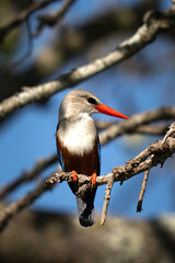 Colorful Woodland Kingfisher on the lookout