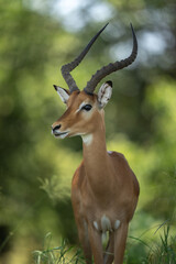 Head shot close up of a male Impala