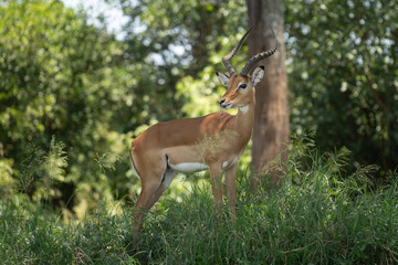 African Impala Antelope in the grass