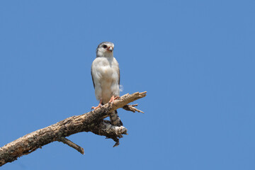 African Pygmy Falcon on the lookout for food