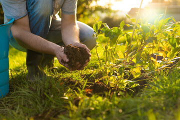 Gardener Planting Potted Plant in Sunlit Garden.Gardener Planting blueberry Seedling in Soil...