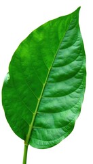 Obraz premium Large leaf isolated on white background with veins, leaves, closeup, foliage