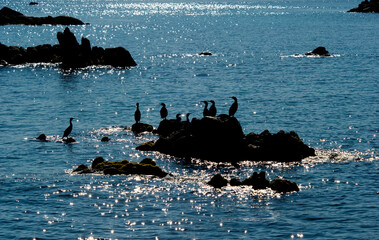 cormorants on the rocks, adult Great Cormorant. Phalacrocorax carbo, La Maddalena Archipelago...