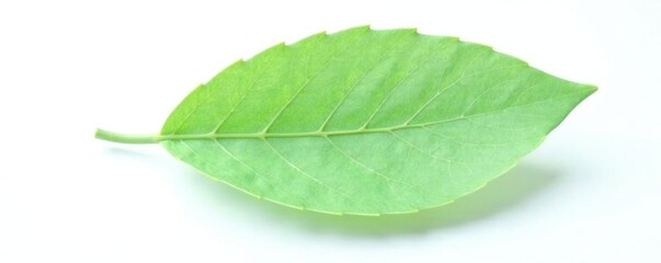 Fototapeta premium Single leaf of isolated eucalyptus tree on white background, leaf, isolated