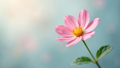 A small flower on white background with soft cool light, flowers, gentle