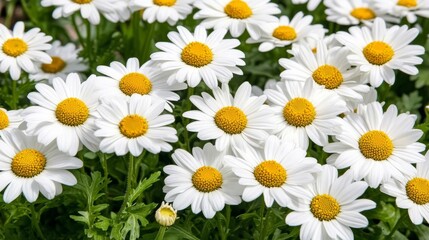 Fototapeta premium A Stunning Display of White Daisies
