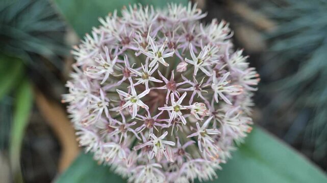 Decorative purple onion in summer garden.Allium karataviense.roundhead flowering onions . 4k footage