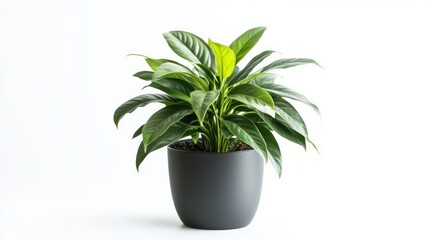 Lush green plant in gray pot, white background, home decor, website