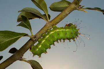 Giant Peacock Moth (Saturnia pyri). Caterpillar on a twig. Sassari, Sardinia, Italy.
