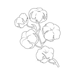 Line art illustration of a cotton plant branch with fluffy cotton balls. Perfect for botanical designs, natural textiles, eco-friendly concepts, or coloring books.