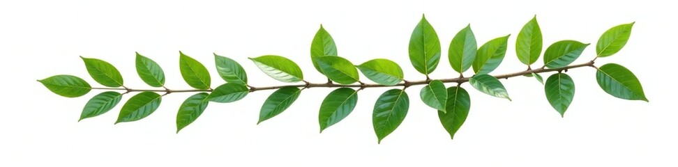 Fototapeta premium Dark green branch isolated on white background, nature, tree