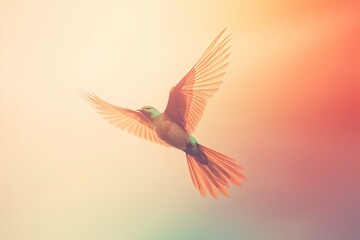 Obraz premium hummingbird in flight