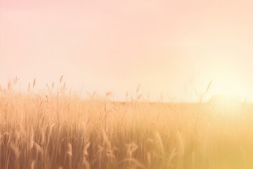 Obraz premium field of wheat