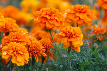 Orange marigolds on a bed sweats rain