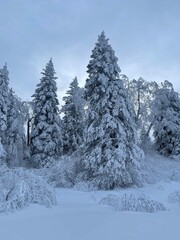 Trees laden with snow