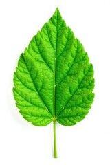 Simple green leaf isolated on white background, single, vegetal