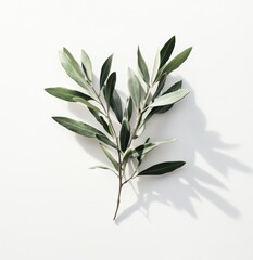 Green Olive Leaf Isolated on White Background with Subtle Shadow Creating a Minimalistic and Elegant Botanical Arrangement for Design Projects