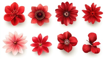 A vibrant collection of red flowers showcasing diverse shapes and textures against a clean white background