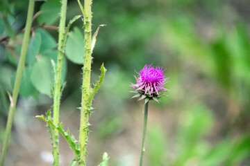 lone thistle growing tall