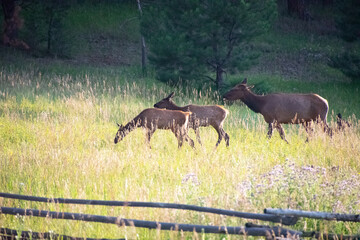 Elk in a meadow Evergreen Colorado