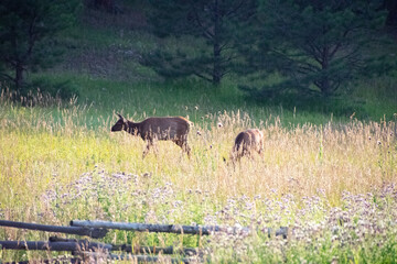 Elk in a meadow Evergreen Colorado