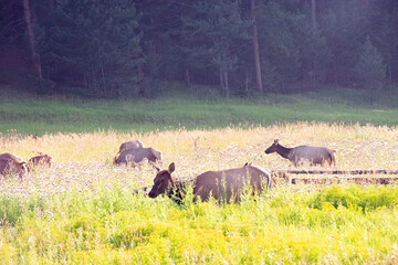 Elk in a meadow Evergreen Colorado