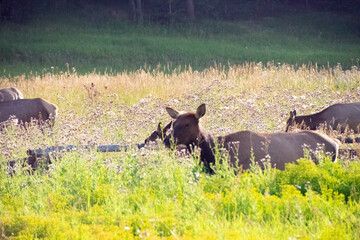 Elk in a meadow Evergreen Colorado