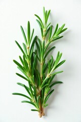 Fototapeta premium Sprigs of fresh rosemary against a crisp white backdrop, herb, rosemary