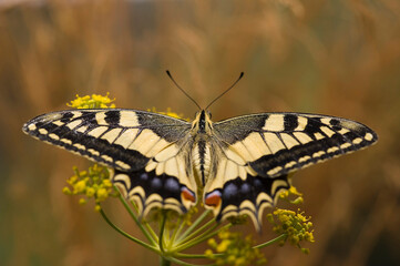 Macaone Swallowtail butterfly (Papilio machaon) male perched. Isola dell'Asinara. Sardegna, Italia.
