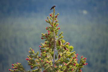hummingbird perched atop a pine tree