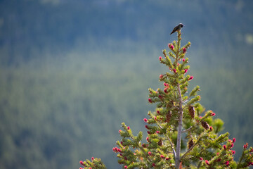 hummingbird perched atop a pine tree